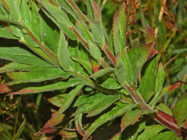 Quale Epilobium ?